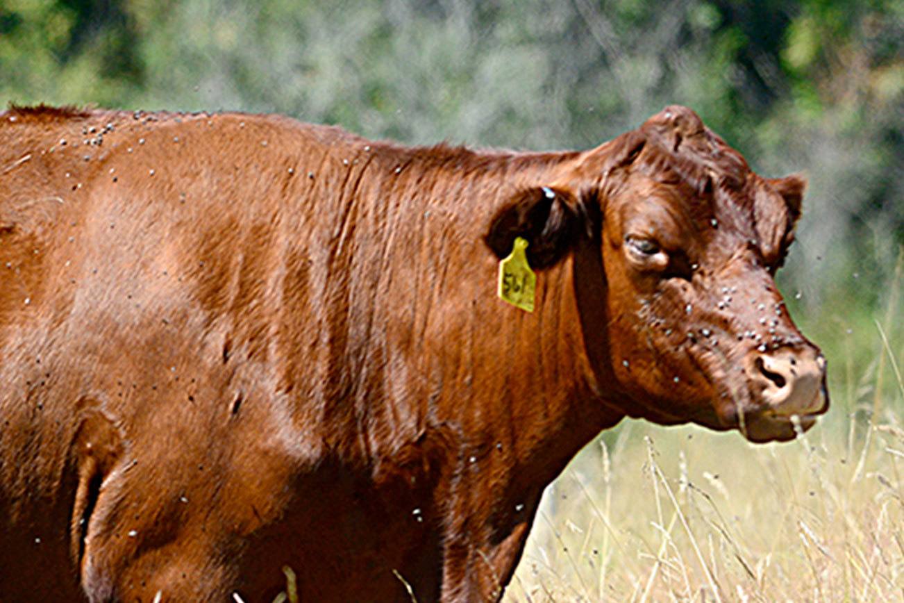Rare red poll cattle now living on Marrowstone Island; animals to be featured on Jefferson County Farm Tour