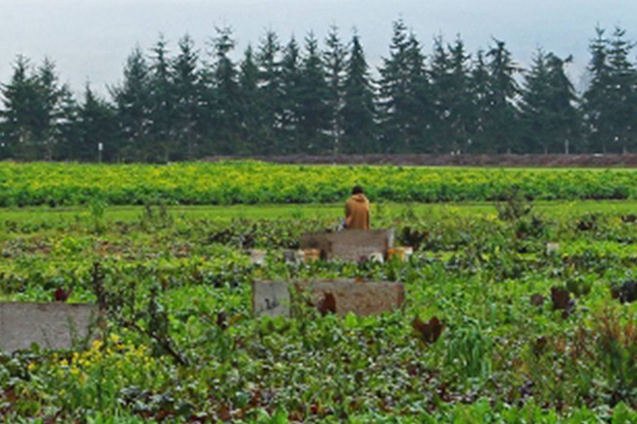 Tickets on sale now for Harvest Dinner on Sept. 10 in Sequim
