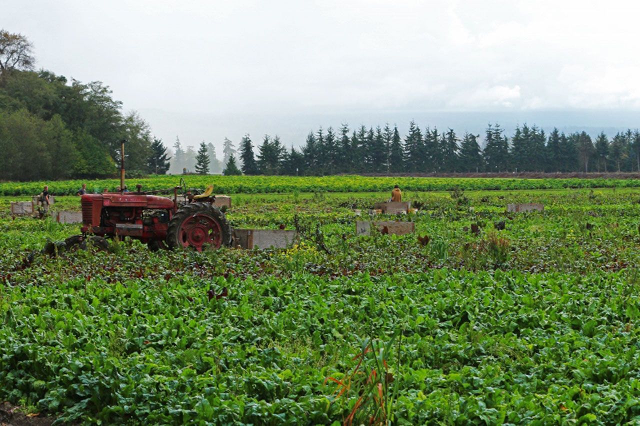 Crews from Nash’s Organic Produce harvest beets on the Ward Farm at the corner of Woodcock and Ward roads. (Lindsey Aspelund/North Olympic Land Trust)