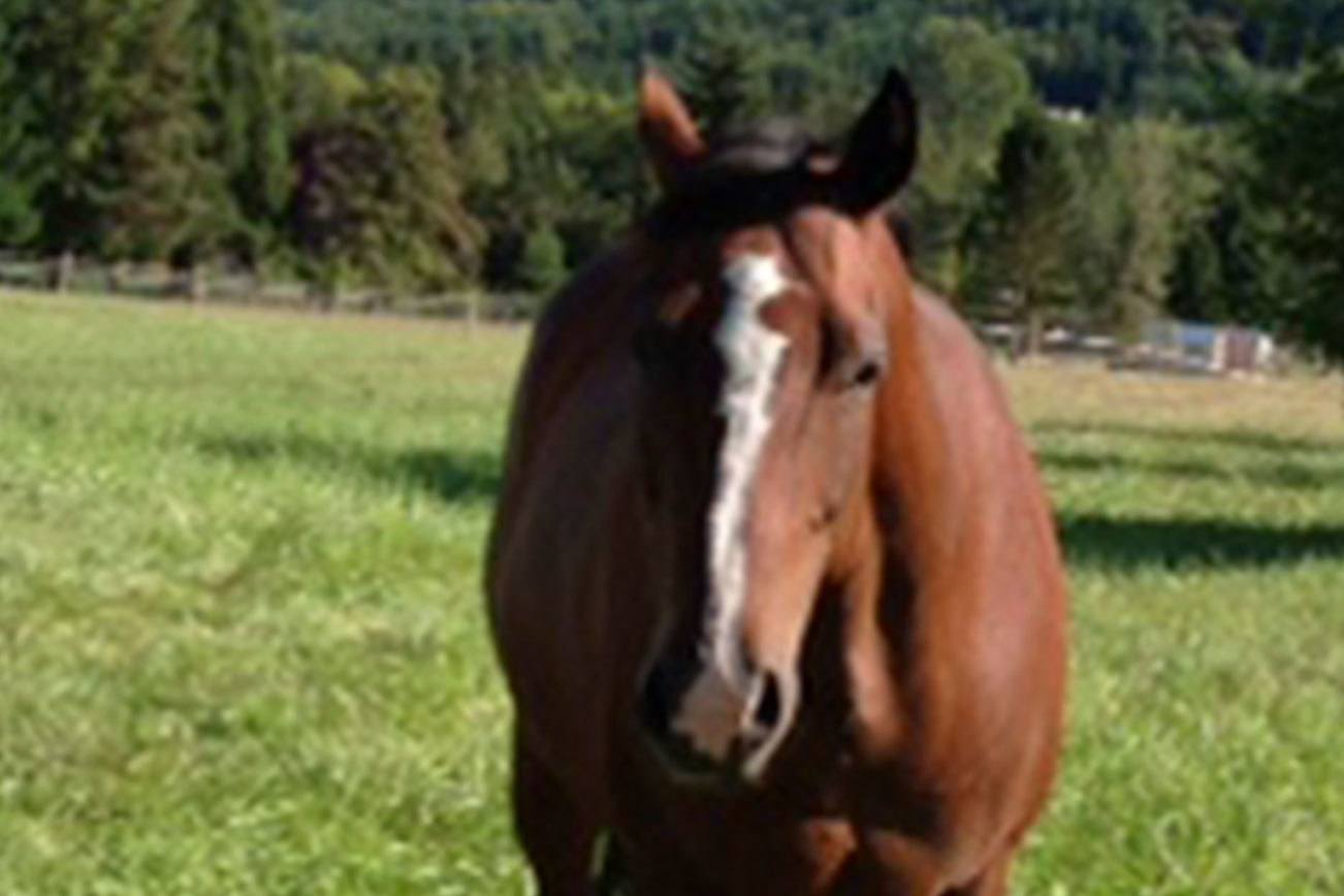 PENINSULA HORSEPLAY: Moving homes creates changes, challenges for family