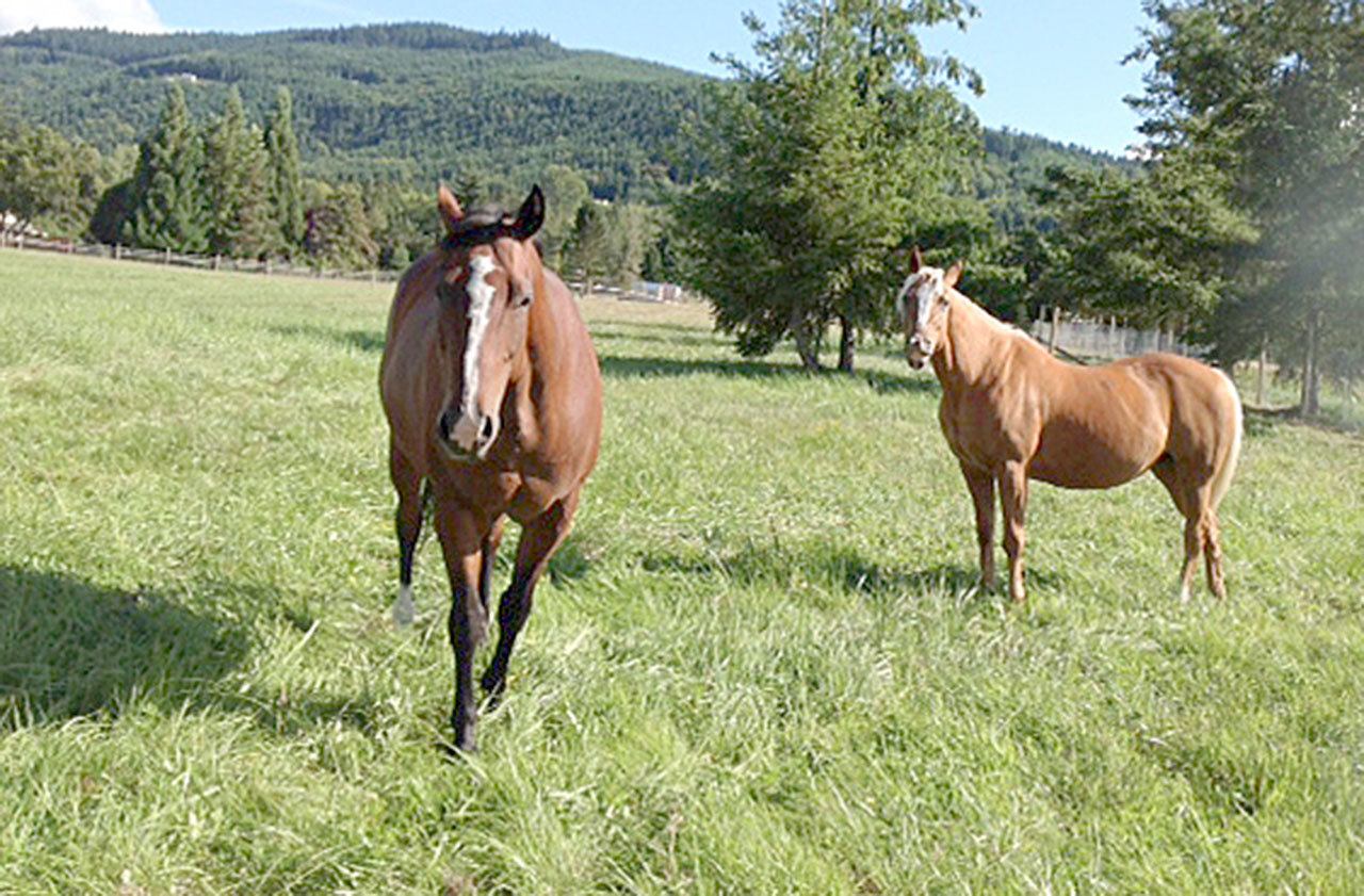 Karen Griffiths’ horses Lacey and Indy enjoy their new home in Happy Valley, with one exception: the funny-tasting water. At that, Lacey turns her nose up in disgust. (Karen Griffiths/for Peninsula Daily News)