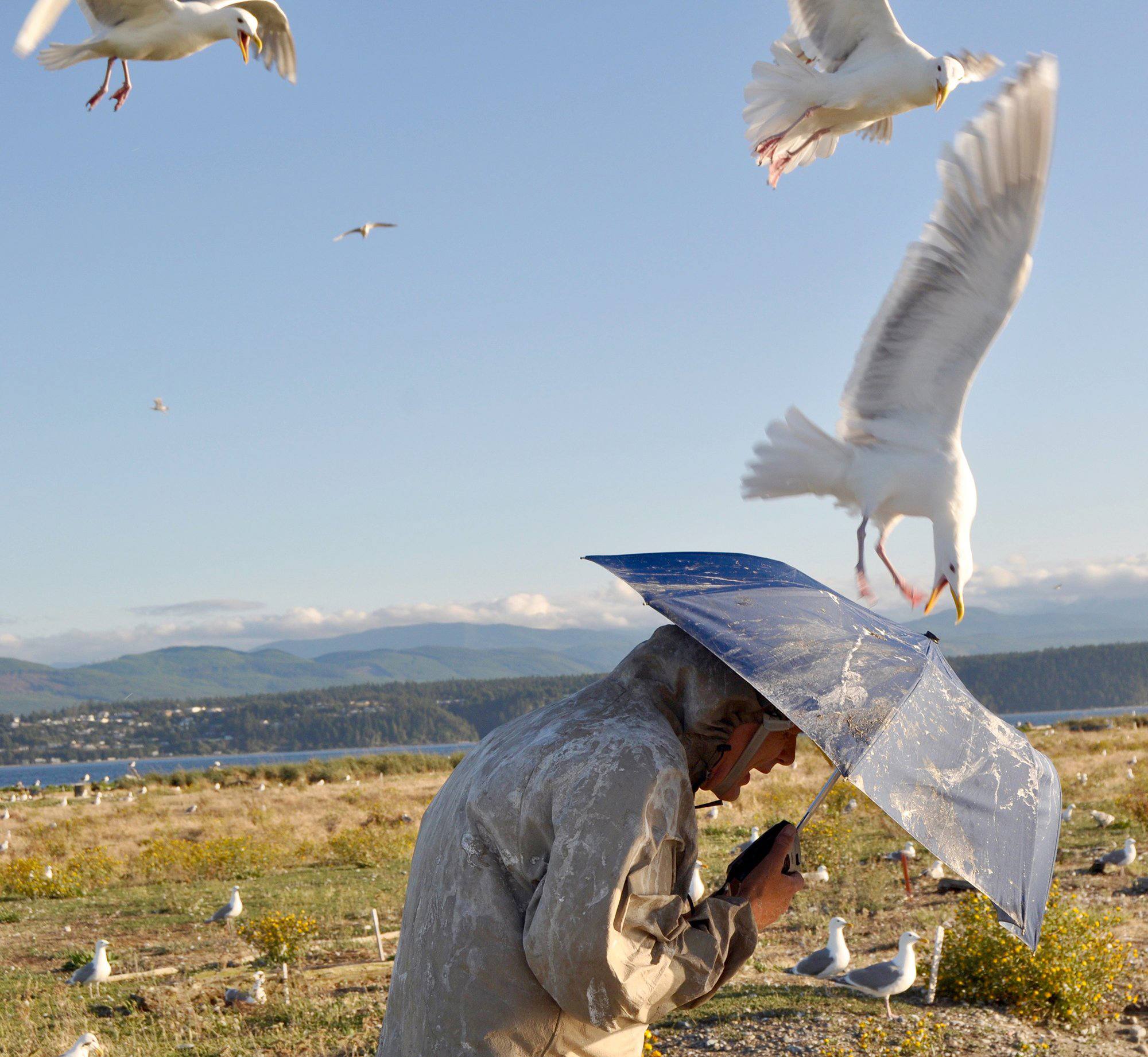 Tristan Baurick/Kitsap Sun via AP In this photo taken on July 13, 2016, biologist Jim Hayward shields himself with an umbrella while visiting a large gull nesting colony on Protection Island, a wildlife refuge in the Strait of Juan de Fuca, near Port Townsend.
