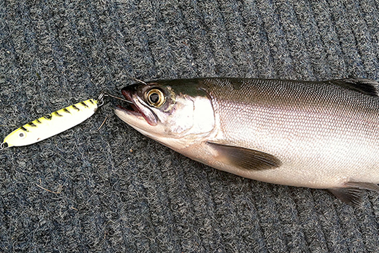 OUTDOORS: Kokanee on the bite at Lake Sutherland