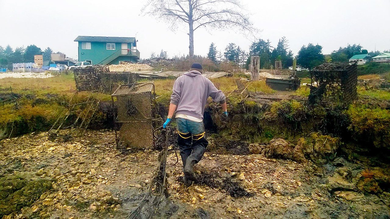 With some elbow grease, the Taylor Shellfish Farms’ broodstock department battles to dispose rusted oyster gear and derelict rope into dumpsters at Willapa Bay. (Becky Mabardy/Pacific Coast Shellfish Growers Association)