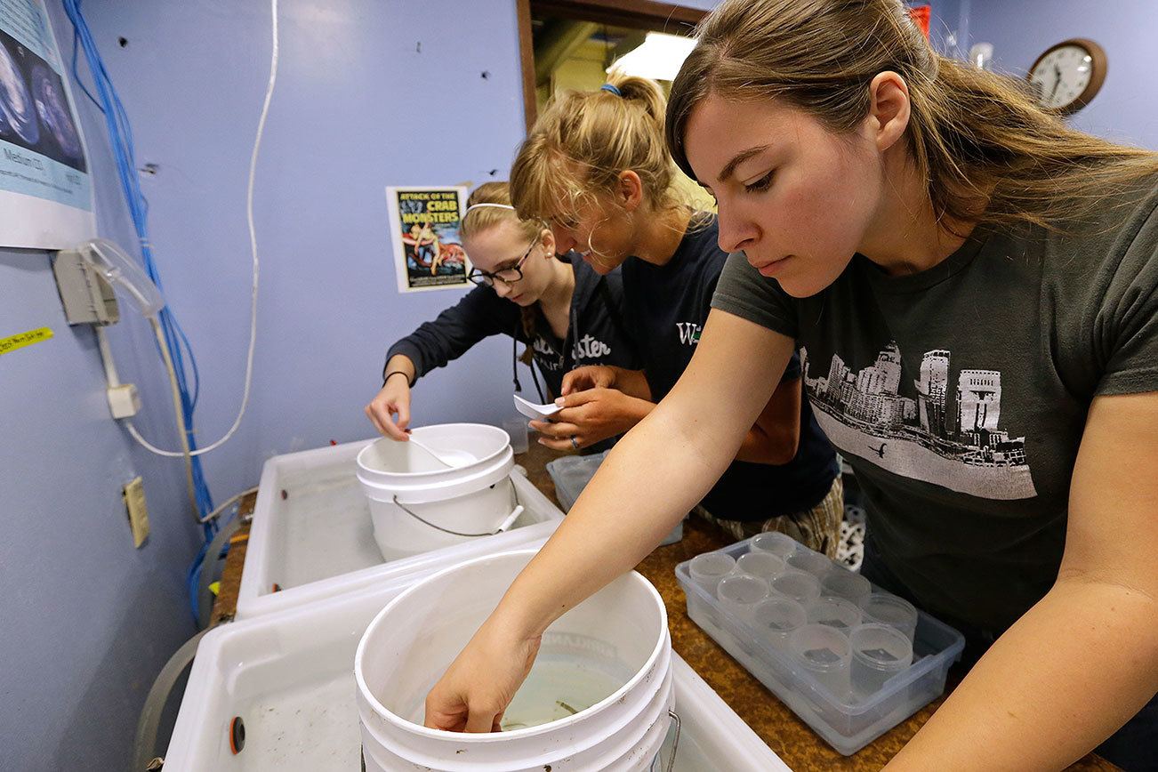 Studies focus on acidic ocean impact on Dungeness crabs