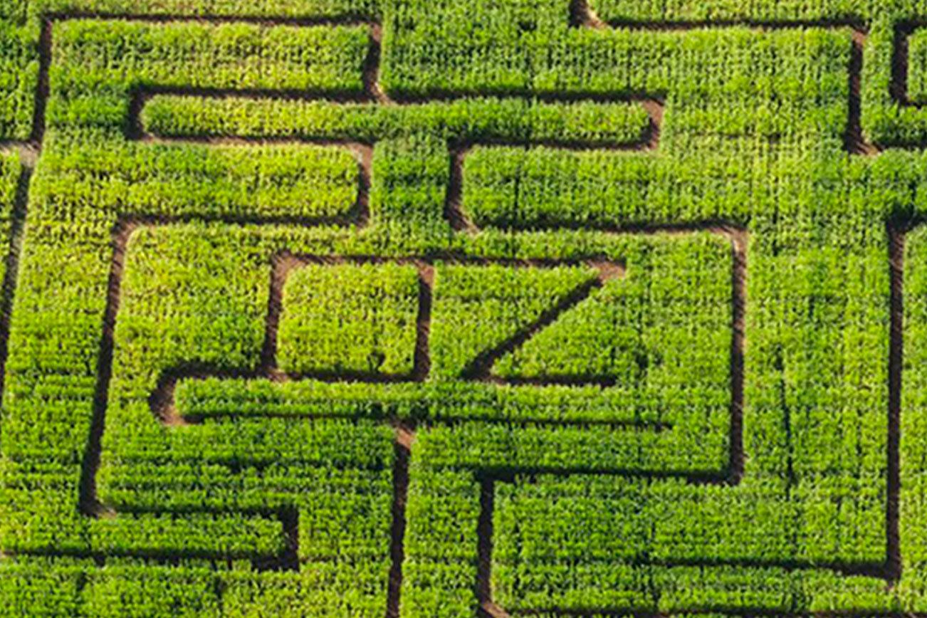 Corn maze returns to Sequim Pumpkin Patch