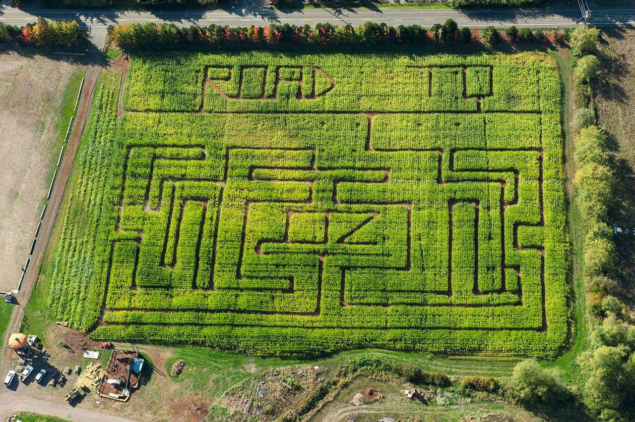 Co-owner Theresa Lassila reopens the Sequim Pumpkin Patch October 1, which includes the “Road to Oz” corn maze design. Last year, she didn’t grow the corn field because of costs but due to demand she had siblings Amanda and Eric Lawton design another. Photo by Dave Woodcock/Greywolf Photography