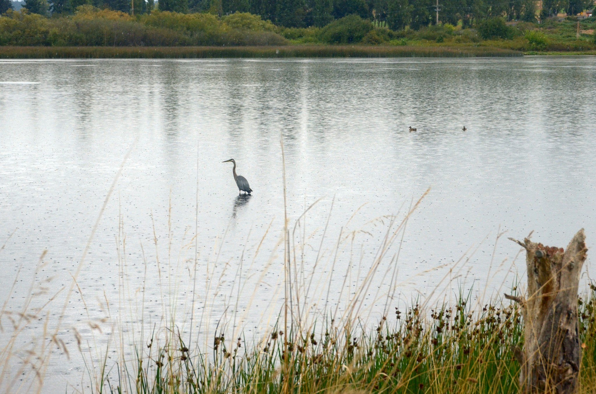 The Kah Tai Lagoon will soon be home to 35 young mallards that were rescued earlier this year by Discovery Bay Wild Bird Rescue. The community is invited to see the release of the ducks at 4 p.m. today. (Cydney McFarland/Peninsula Daily News)