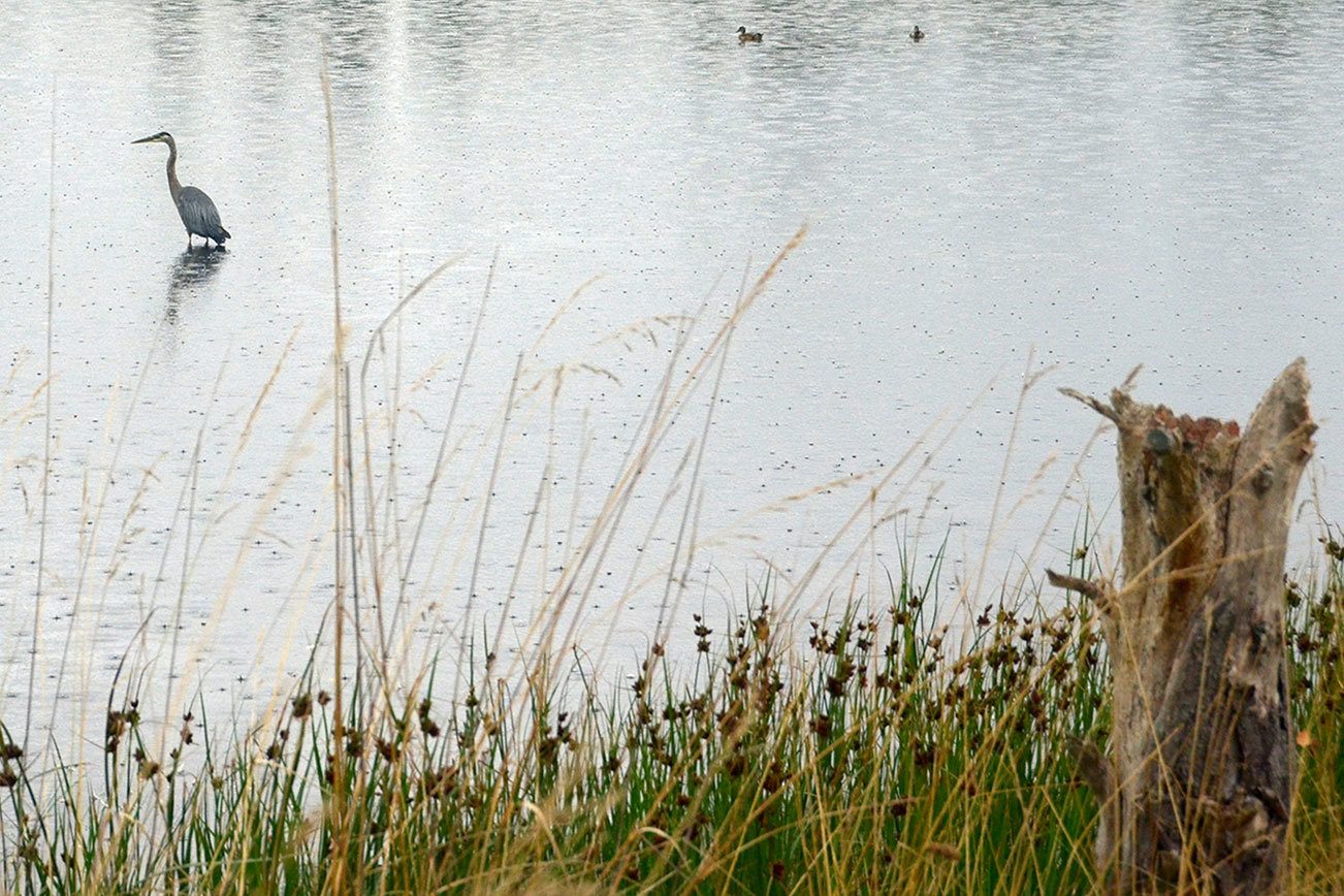 Rescued mallards to be released into Kah Tai Lagoon in Port Townsend