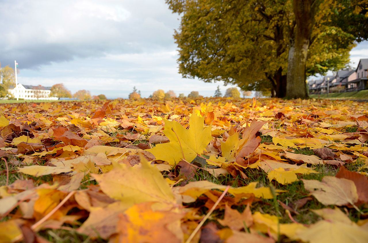 Peninsula fall foliage primed for viewing