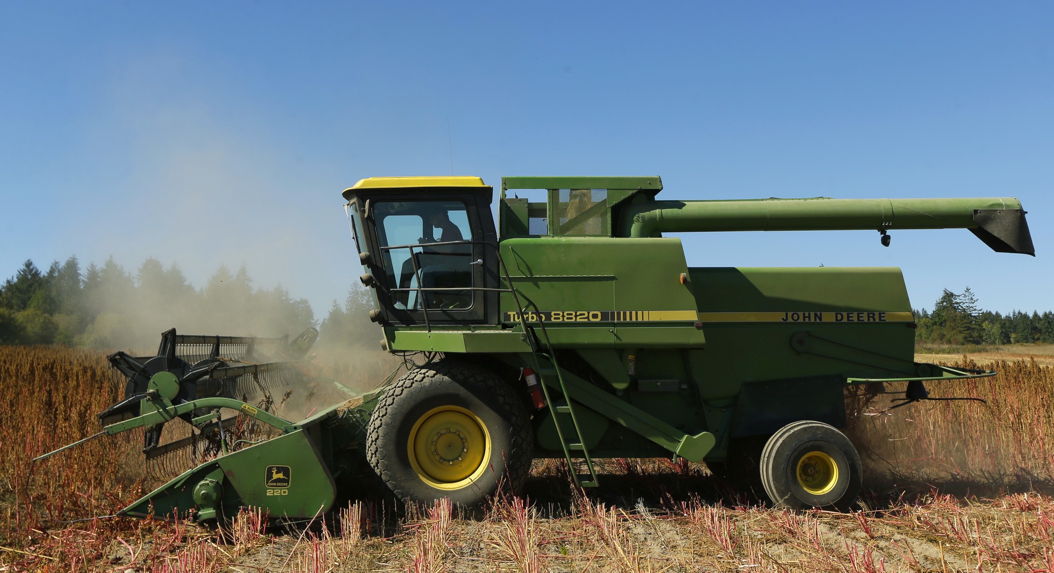 Farmer Sam McCullough uses his combine to harvest quinoa near Sequim. Quinoa, a trendy South American grain, barely has a foothold in American agriculture, but a handful of farmers and university researchers are working toward changing that. (Ted S. Warren/The Associated Press)
