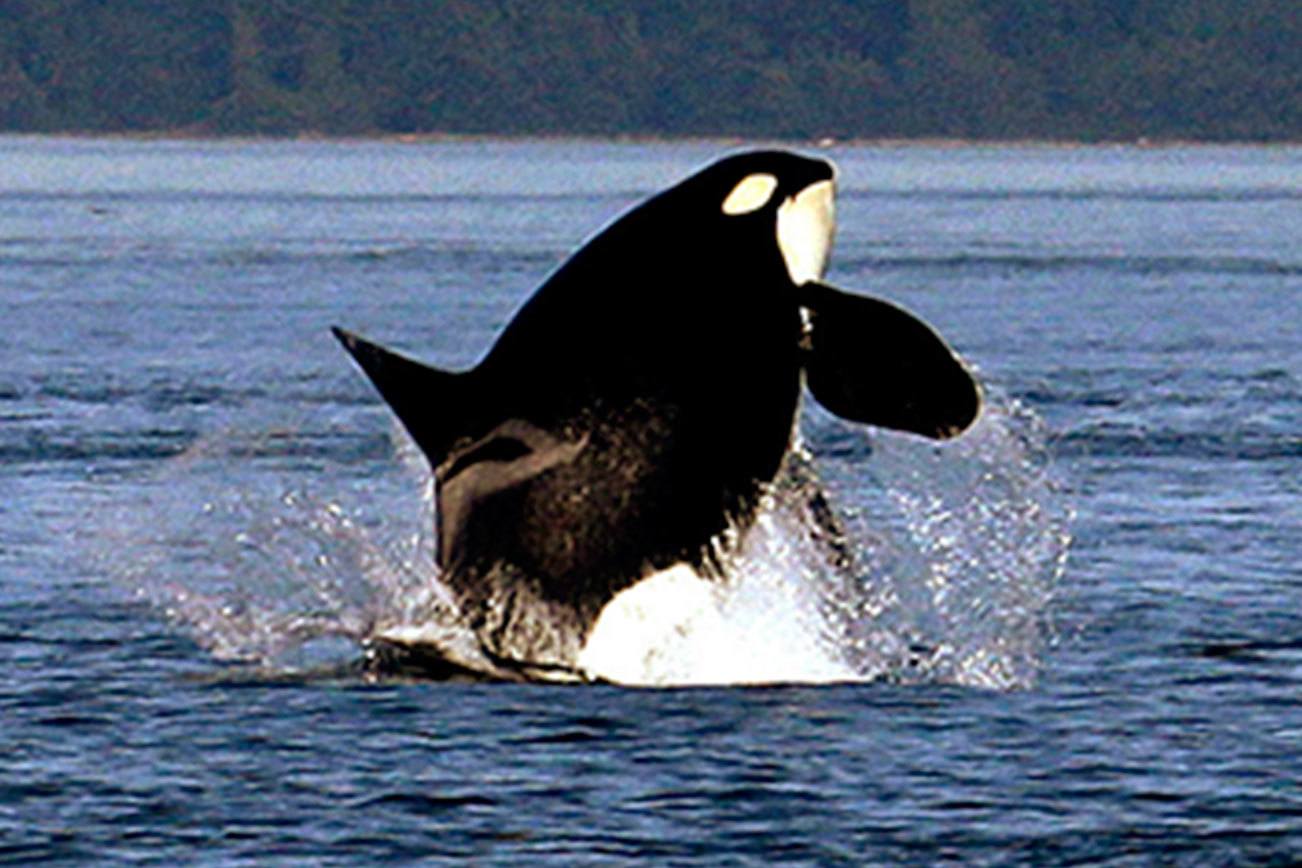 Scientists call for breaching dams to save Southern Resident orcas