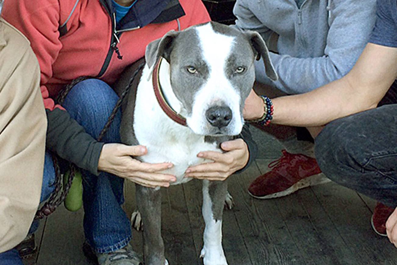 Miley’s back home: Dog found after she went missing from wreck near Brinnon