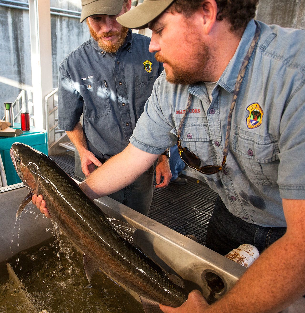 Matt Corsi, right, and Brian Knoth, left, both fisheries biologists with the Idaho Department of Fish and Game, examine a steelhead lifted from the data recording tank in September 2014 at the Lower Granite Dam fish facility on the Snake River in Washington state. (Dean Hare/The Moscow-Pullman Daily News via AP)