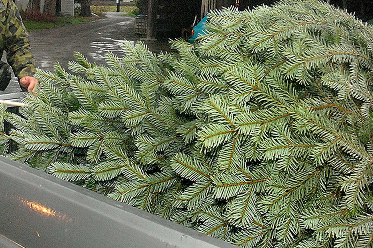 Keith Thorpe/Peninsula Daily News Lazy J Tree Farm owner Steve Johnson, left, measures a Nordmann fir tree cut by Mike Deese of Port Angeles on Saturday on the farm east of Port Angeles.
