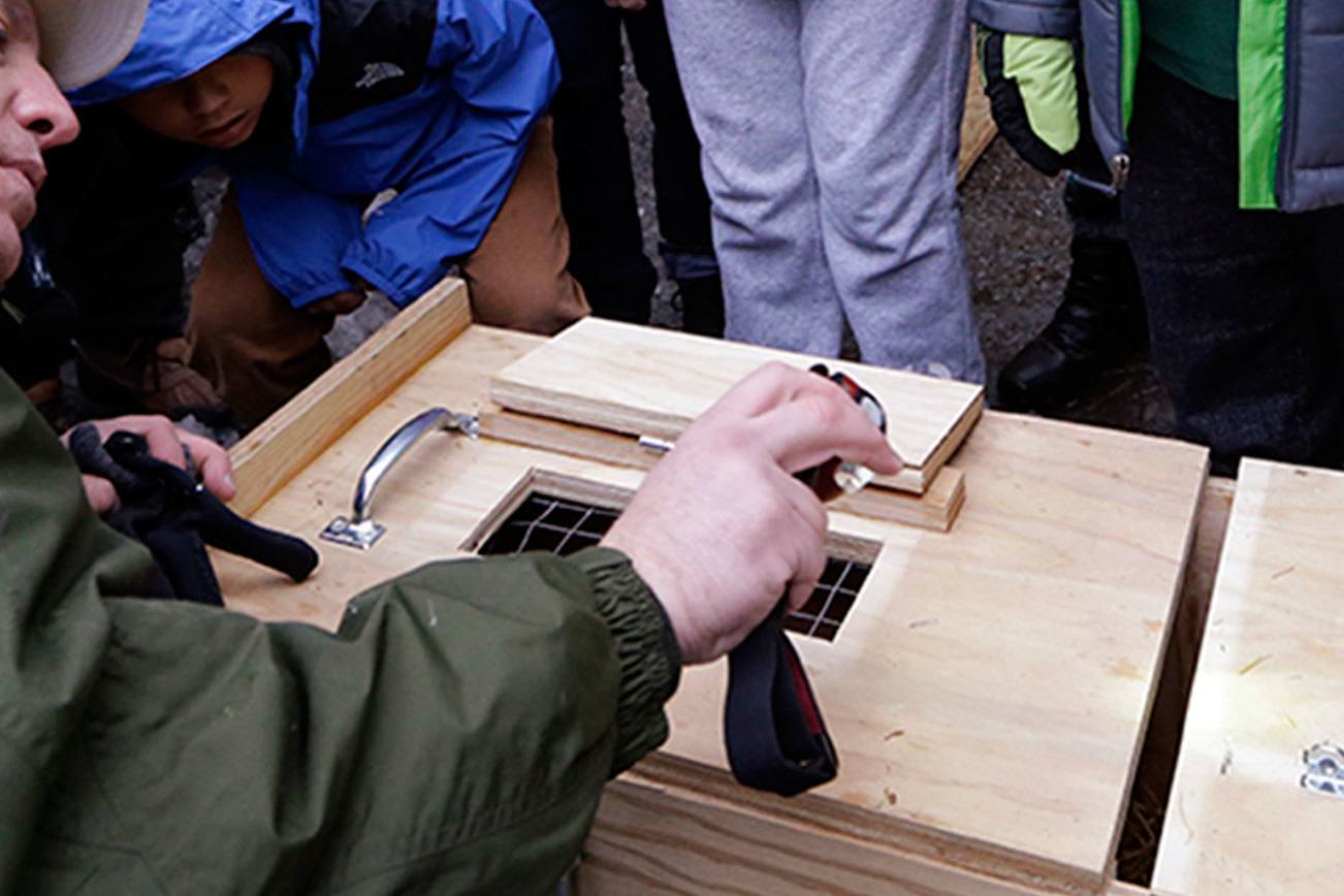 Second phase of fisher recovery begins; first phase was in Olympic National park