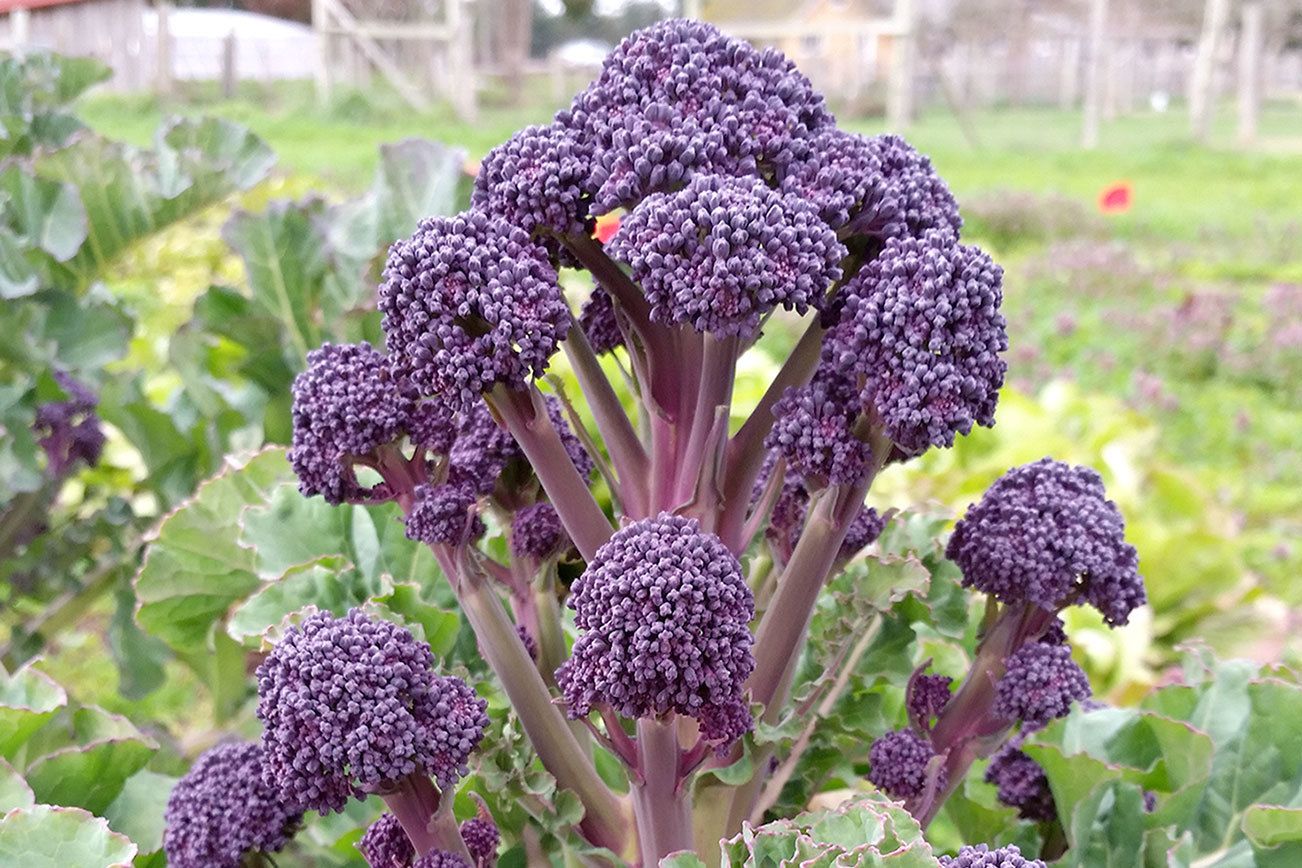 Organic Seed Alliance, farmers work together to identify effective winter crops