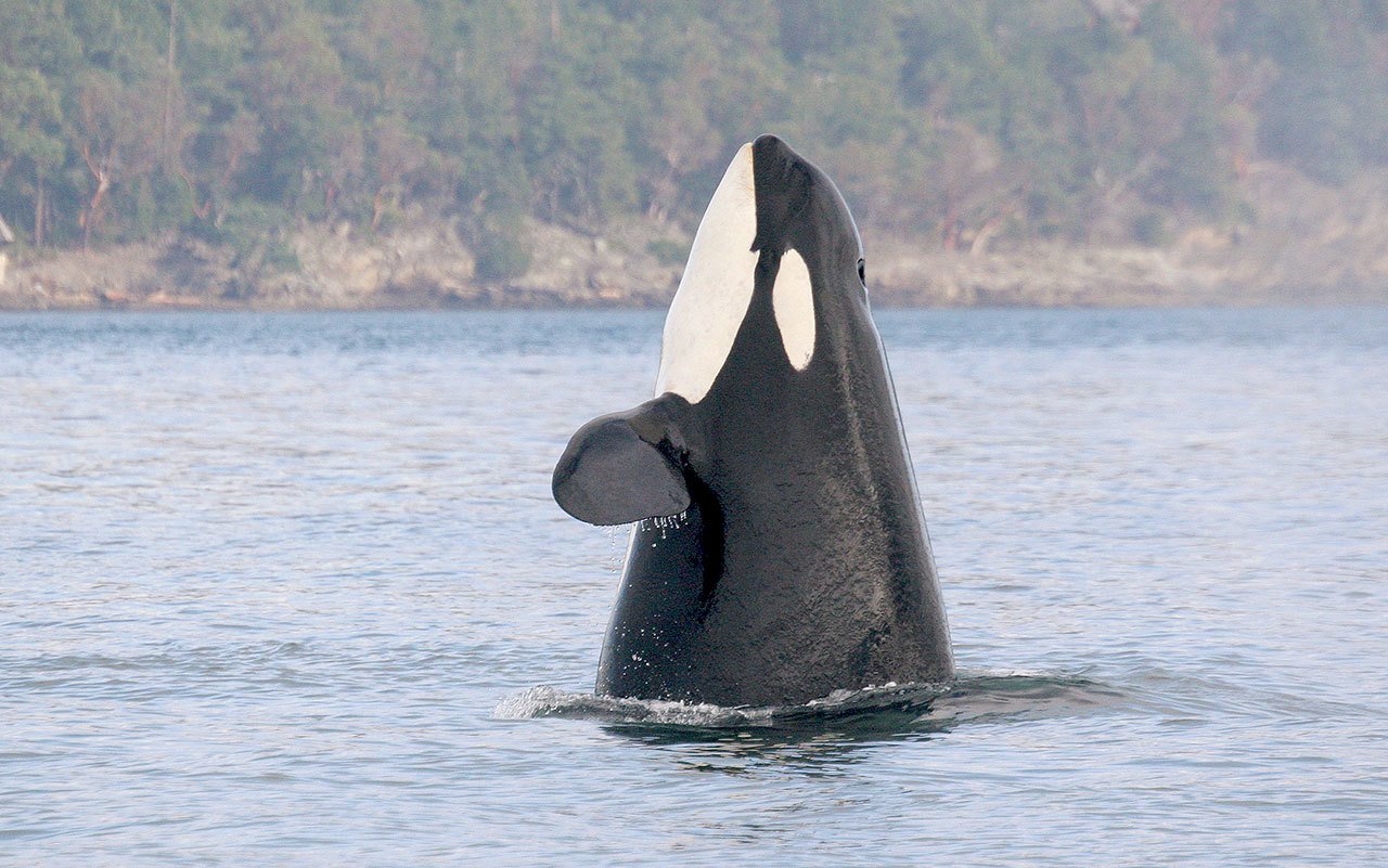 An orca whale designated J2 pokes her head upward while swimming in the Salish Sea near the San Juan Islands in February 2007. (Traci Walters/The Center for Whale Research via AP)