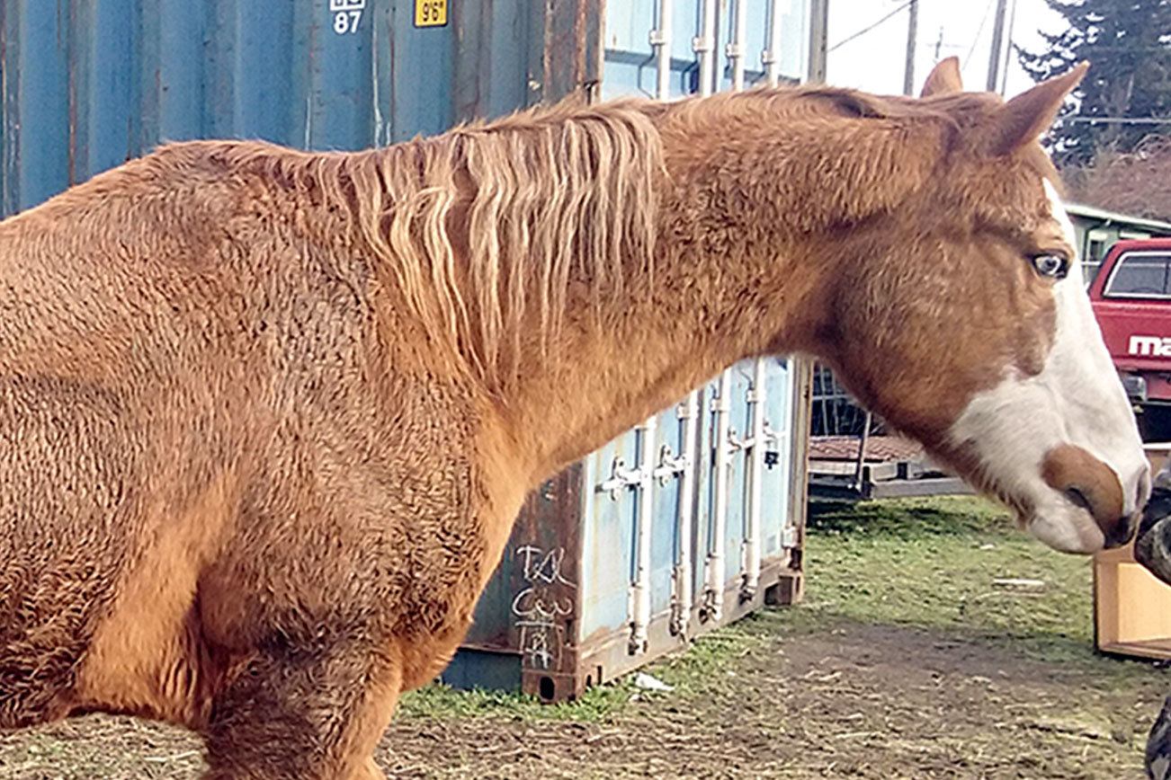 HORSEPLAY: Keeping water troughs from freezing is paramount