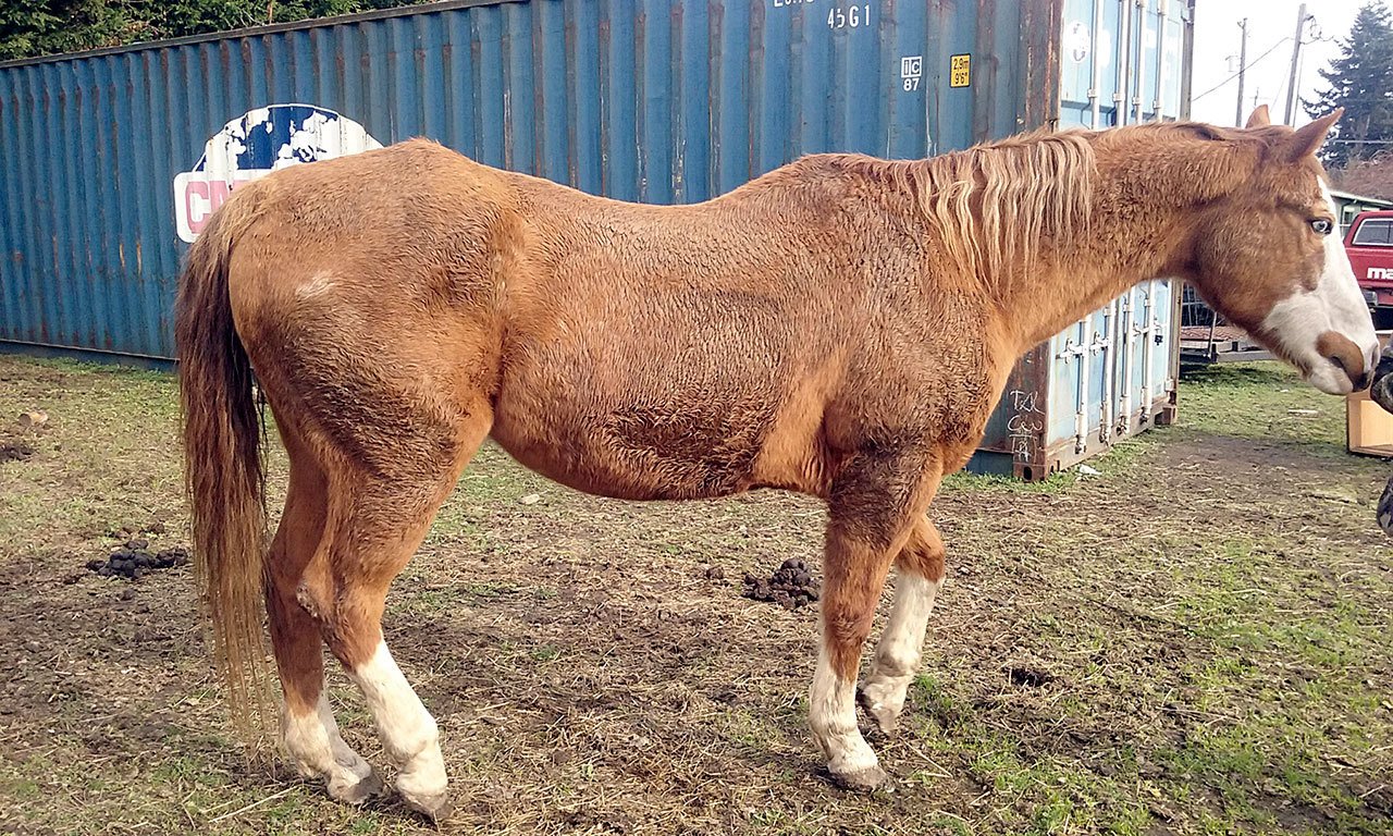 During the wintertime, Olympic Peninsula Equine Network receives many calls to rescue a starving or neglected horse such as Myron, a horse from someone in the local community who needed help and is now available for adoption. (Diane Royall)