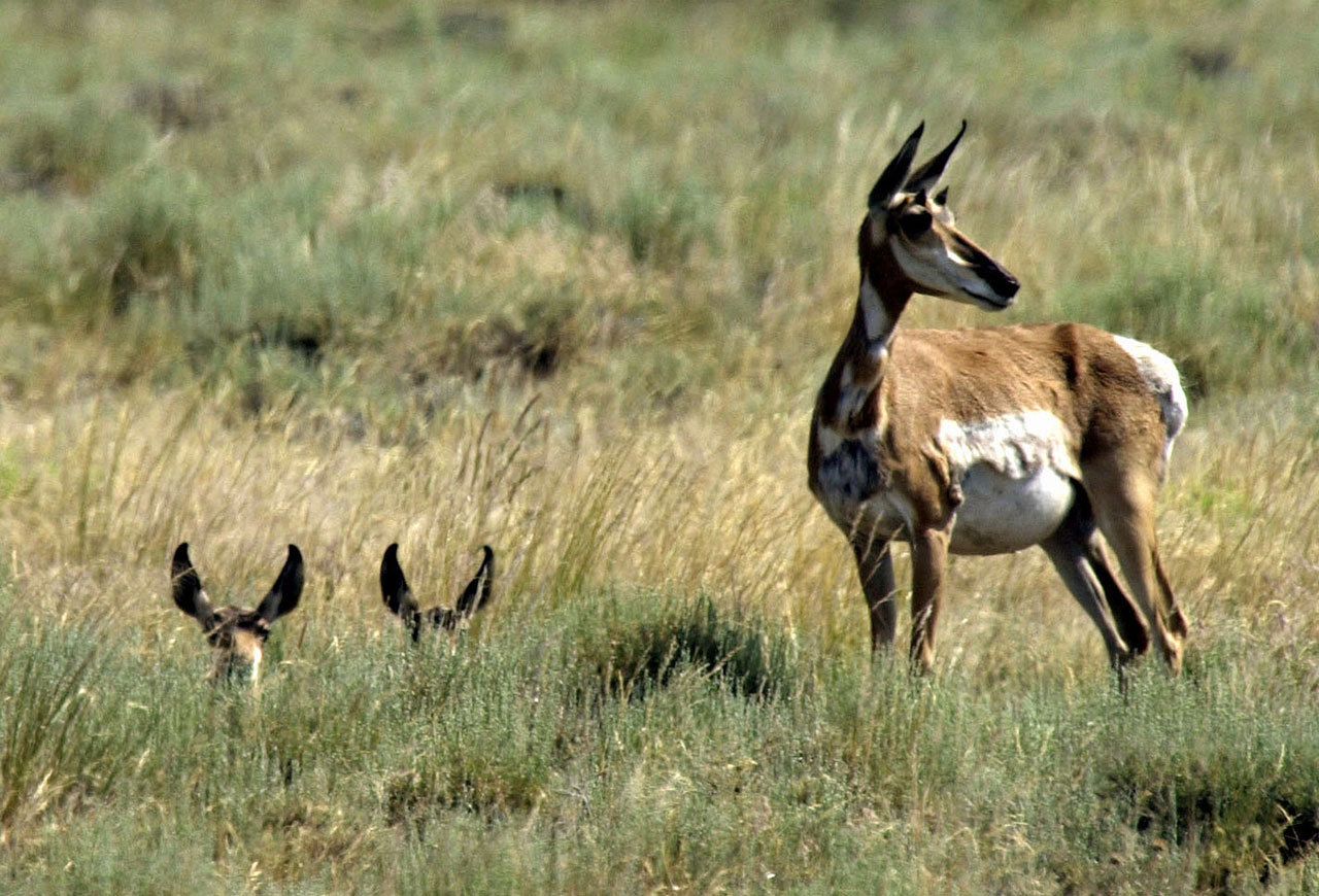 A pronghorn antelope doe keeps watch as two fawns peer out from tall grass in the heart of southeastern Oregon’s Hart Mountain National Antelope Refuge near Adel, Ore. (Don Ryan/The Associated Press)