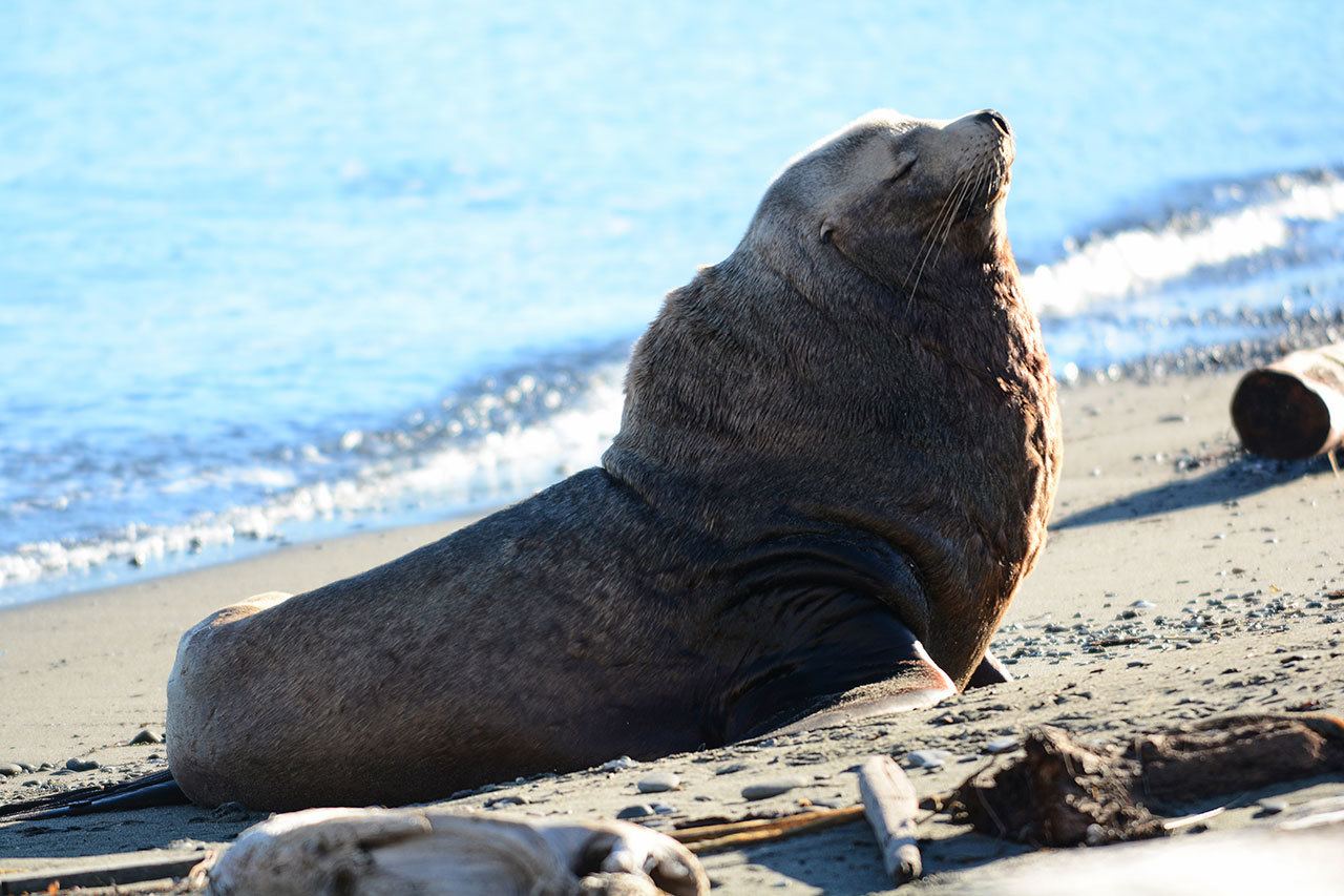 Feiro Marine Life Center is asking the public to stay away from this sea lion near the Nippon paper mill in Port Angeles. This photo was taken from a distance with a telephoto lens. (Jesse Major/Peninsula Daily News)