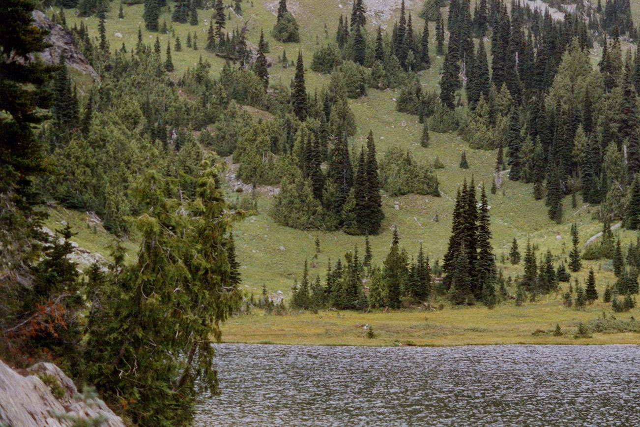 Study points to warming climate in decline of yellow cedar