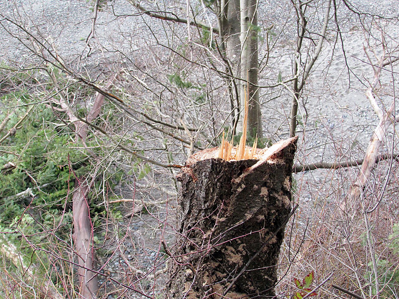 County officials are looking for the people responsible for illegal tree harvesting in recent weeks at Indian Island County Park. (Matt Tyler/Jefferson County Parks and Recreation Department)