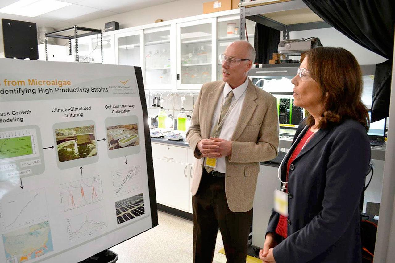 Dr. Michael Huesemann, lead researcher for the algae biofuel program in Sequim’s Pacific Northwest National Laboratory, meets with U.S. Sen. Maria Cantwell briefly in July 2016 about algae and its potential. His current project looks to find the best growing conditions for algae to harvest biofuel quickly. (Matthew Nash/Olympic Peninsula News Group) Dr. Michael Huesemann, lead researcher for the algae biofuel program in Sequim’s Pacific Northwest National Laboratory, meets with U.S. Sen. Maria Cantwell, D-Mountlake Terrace, briefly in July 2016 about algae and its potential. His current project looks to find the best growing conditions for algae to harvest biofuel quickly. (Matthew Nash/Olympic Peninsula News Group)