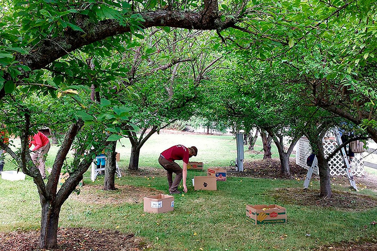 Port Angeles, Sequim food banks taking new paths to those in need