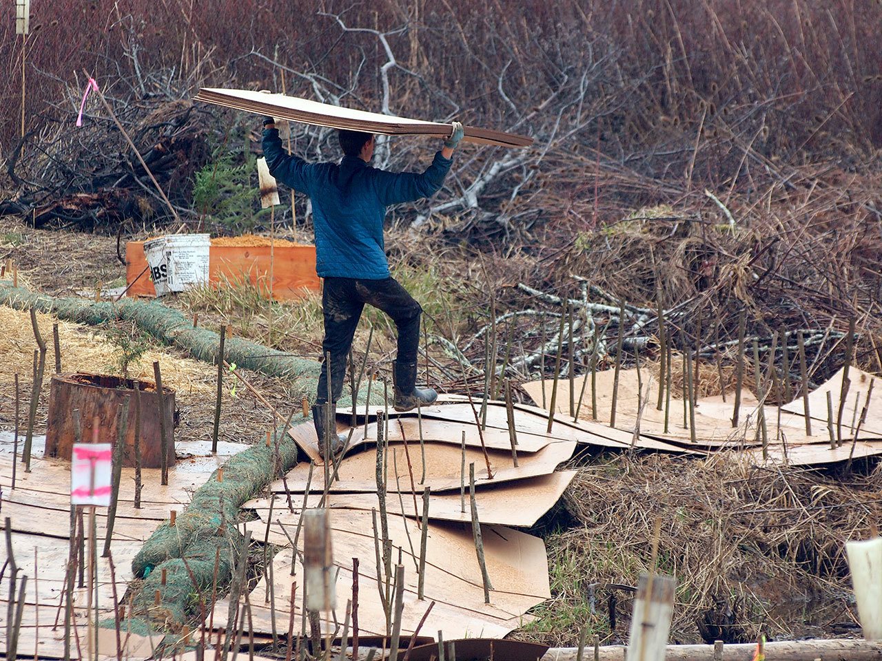 A volunteer carries cardboard to the stream bank where workers installed a continuous half mile of cardboard and live native shrub stakes to smother invasive, non-native reed canary grass and re-establish a forest buffer zone to benefit fish and wildlife. (Connie Gallant)