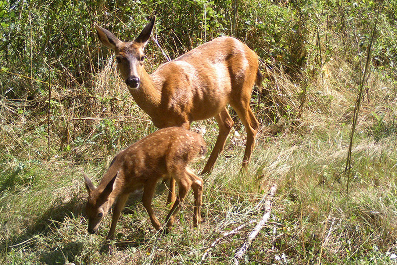 Navy fields photos of its four-legged neighbors in Indian Island wildlife survey