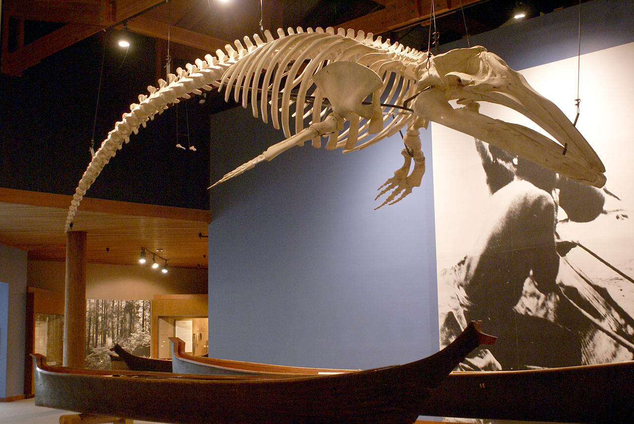 A whale skeleton hangs in the Makah Cultural and Research Center. The MCRC recently was awarded a $232,000 grant to improve its lighting system. (Makah Cultural and Research Center)