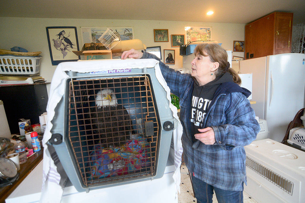 Jaye Moore, director of the Northwest Raptor and Wildlife Center, covers the cage of a bald eagle that was found trapped in power lines Sunday. (Jesse Major/Peninsula Daily News)