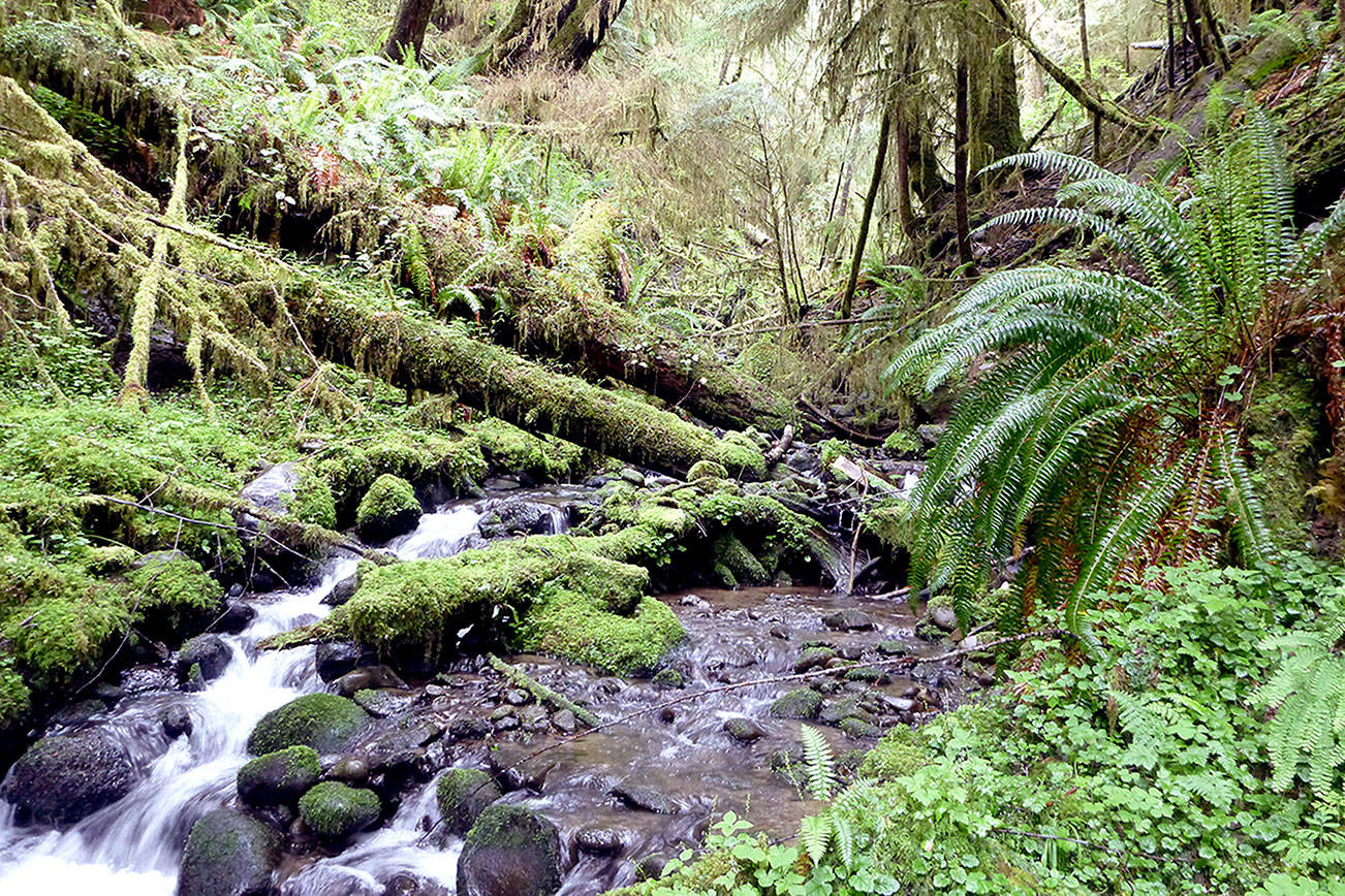 Project to test forest management techniques in Olympic Experimental State Forest