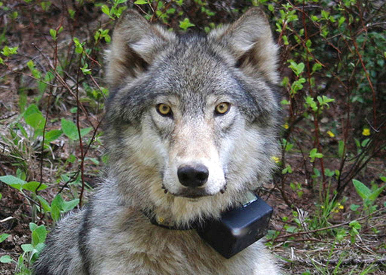This March 13, 2014, file photo, provided by the Oregon Department of Fish and Wildlife shows a female wolf from the Minam pack outside La Grande, Ore., after it was fitted with a tracking collar. (Oregon Department of Fish and Wildlife via AP, File)