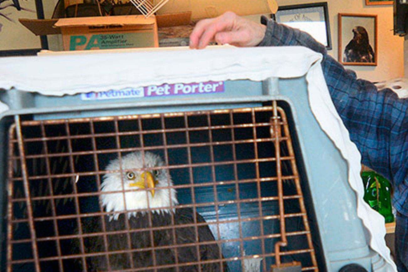 Fundraiser to benefit raptor center