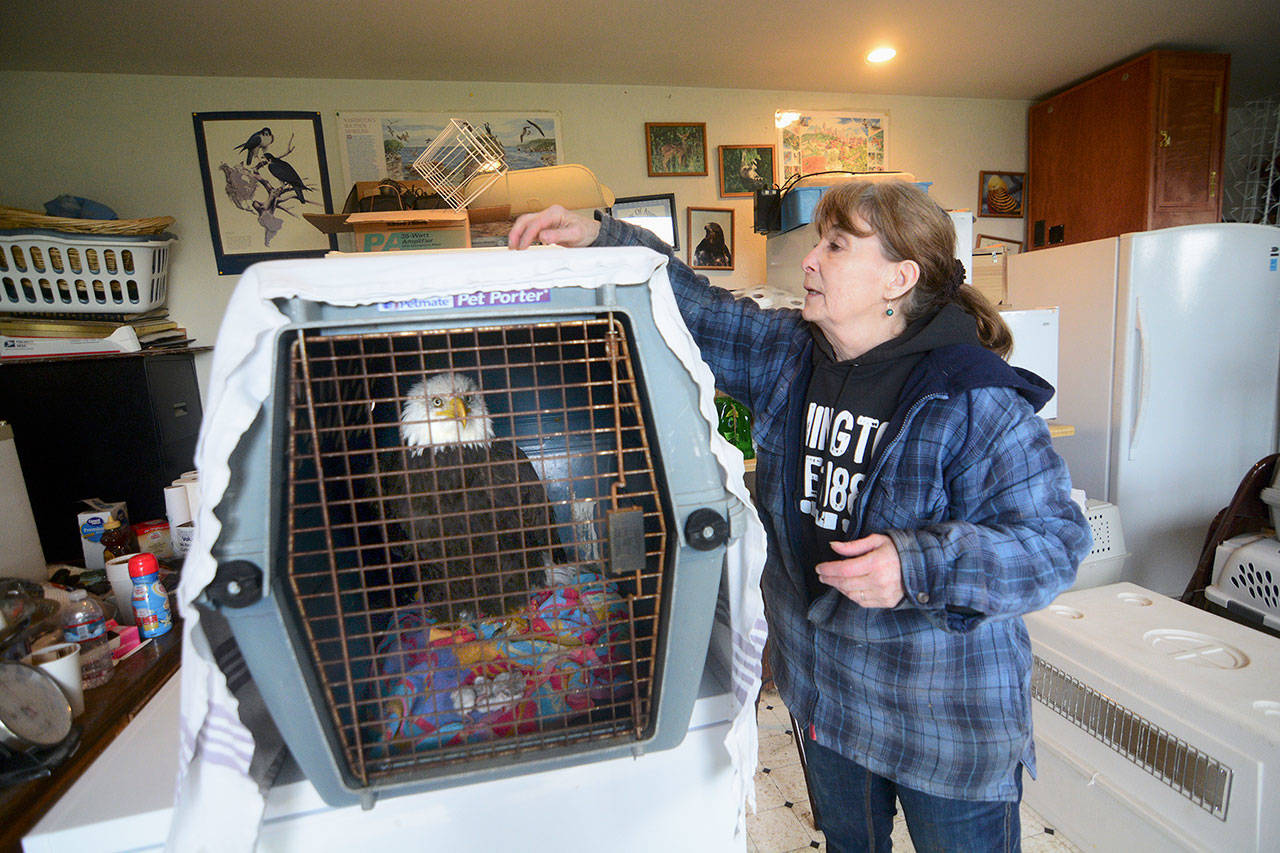 Jaye Moore, executive director of the Northwest Raptor & Wildlife Center, covers the cage of a bald eagle that was found trapped in power lines last month. (Jesse Major/Peninsula Daily News)