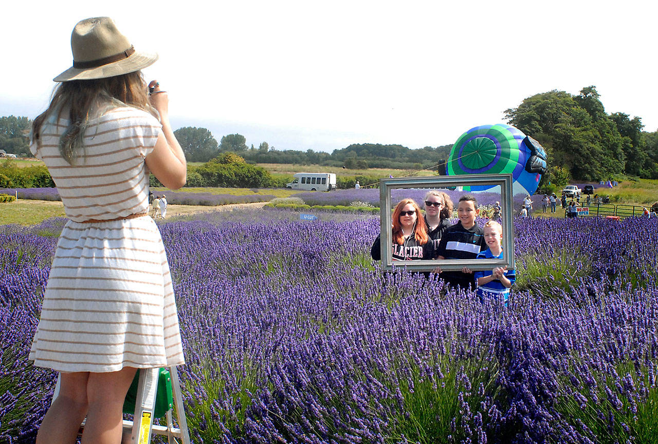 Jardin du Soleil farm volunteer Katey Wake, then 17, of Sequim, stands on a ladder to take a photograph of members of the O’Connor family of Orlando, Fla., from left, Katelynn, 14, Taylor, 13, Donovan, 13, and Aiden, 9, as a hot air balloon is inflated in the background during the 2016 Sequim Lavender Festival, one of Sequim’s most popular annual events. (Keith Thorpe/Peninsula Daily News)