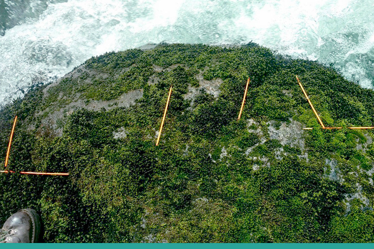 Dog team searches Sol Duc area for missing hiker