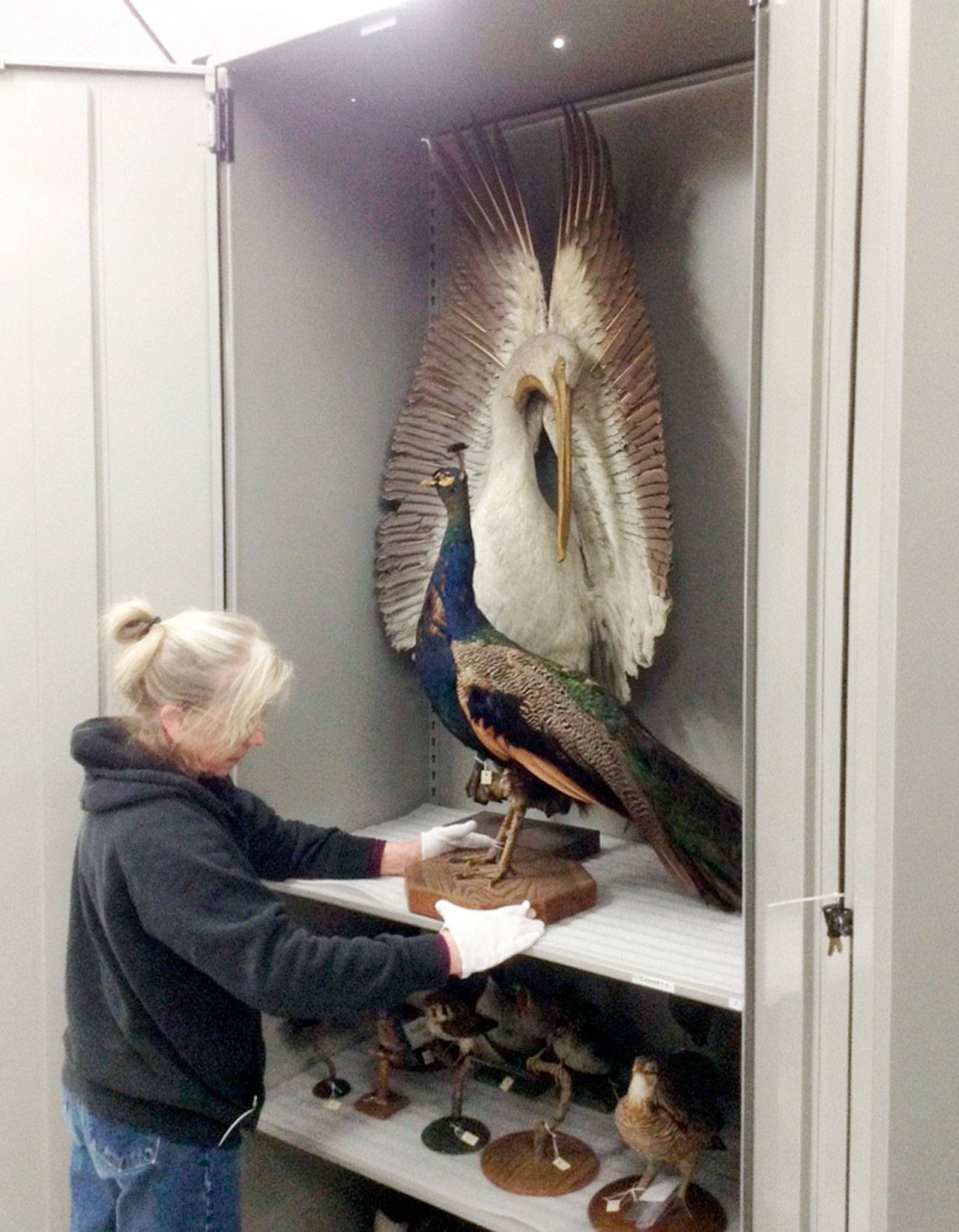 Jefferson County Historical Society collections manager Becky Schurmann checks on a pheasant that was sent from China and released on Protection Island.