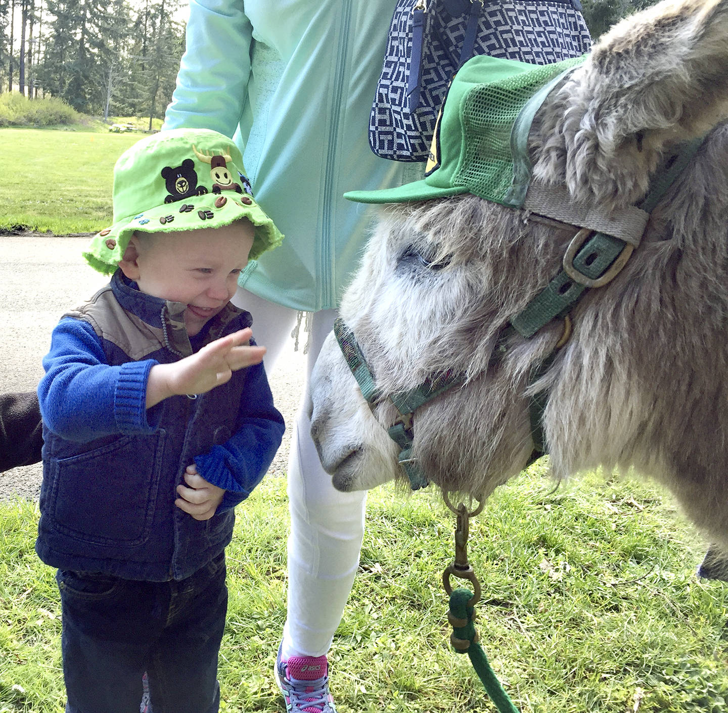 Kris Phillips William Kummerfeldt greets Murphy the donkey and learns how to safely give a treat by using a Frisbee as a plate at the Olympic National Park Junior Ranger Day at the Olympic National Park Visitor Center on
April 15. The Back Country Horsemen Peninsula Chapter was there to promote trail safety when encountering livestock.