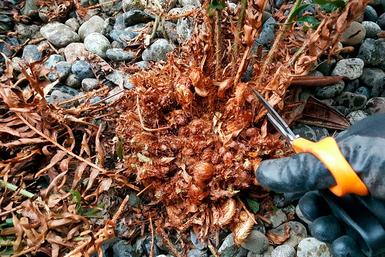 A GROWING CONCERN: A picture is worth a thousand words when it comes to pruning