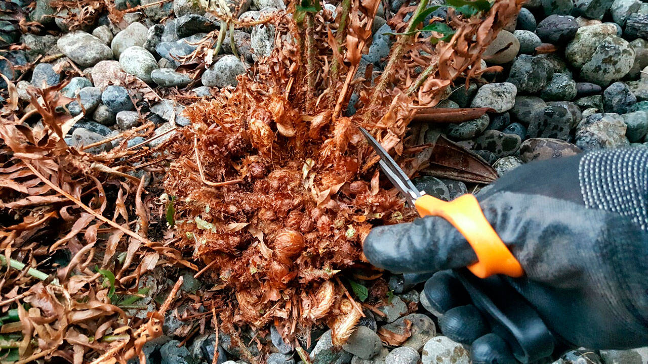 As you can see, carefully cutting away all the old fronds from ferns will allow the new ones to grow lush. (Andrew May/for Peninsula Daily News)