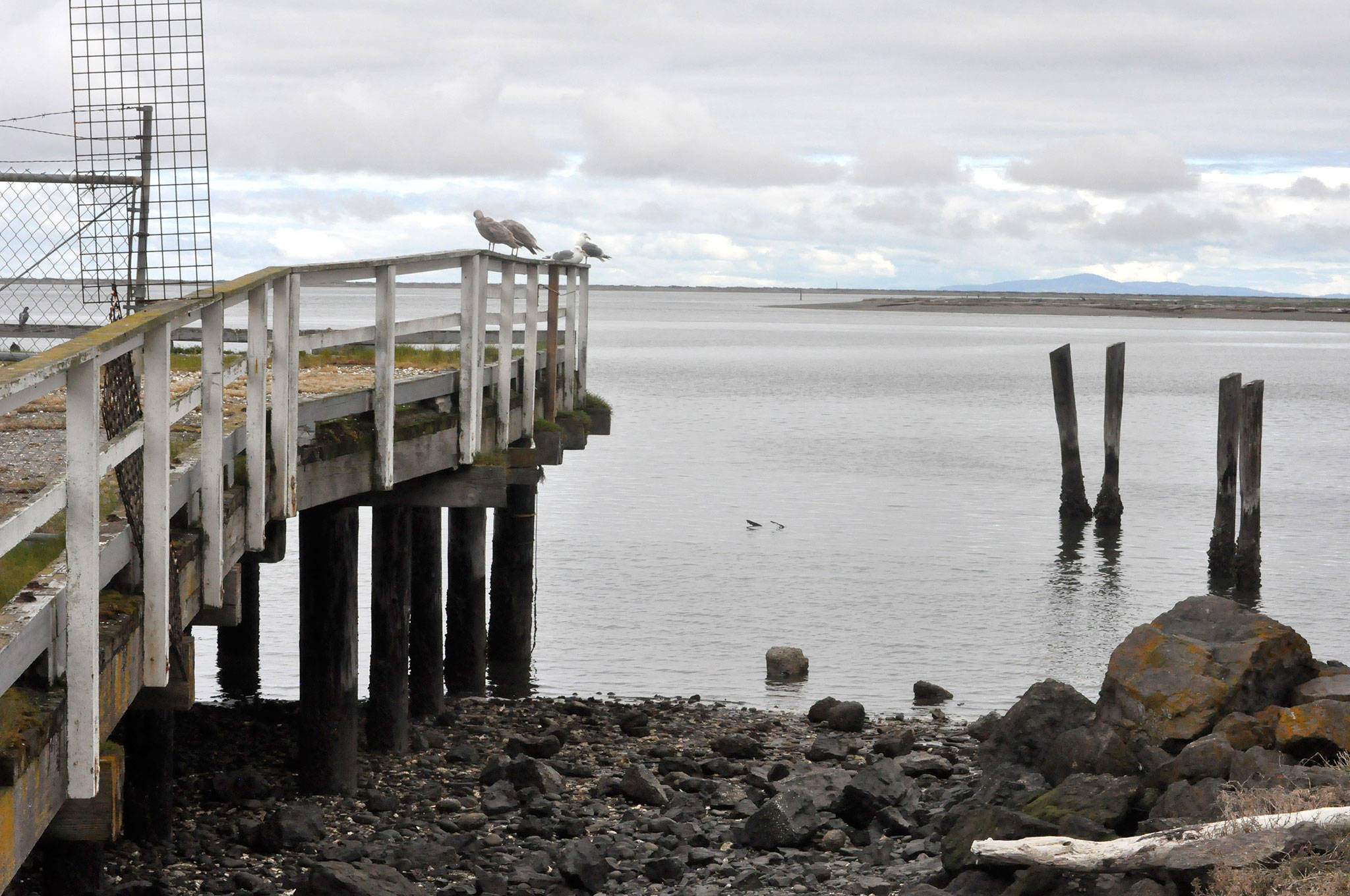 European green crabs have been trapped across from Dungeness Landing on Graveyard Spit. (Matthew Nash/Olympic Peninsula News Group)