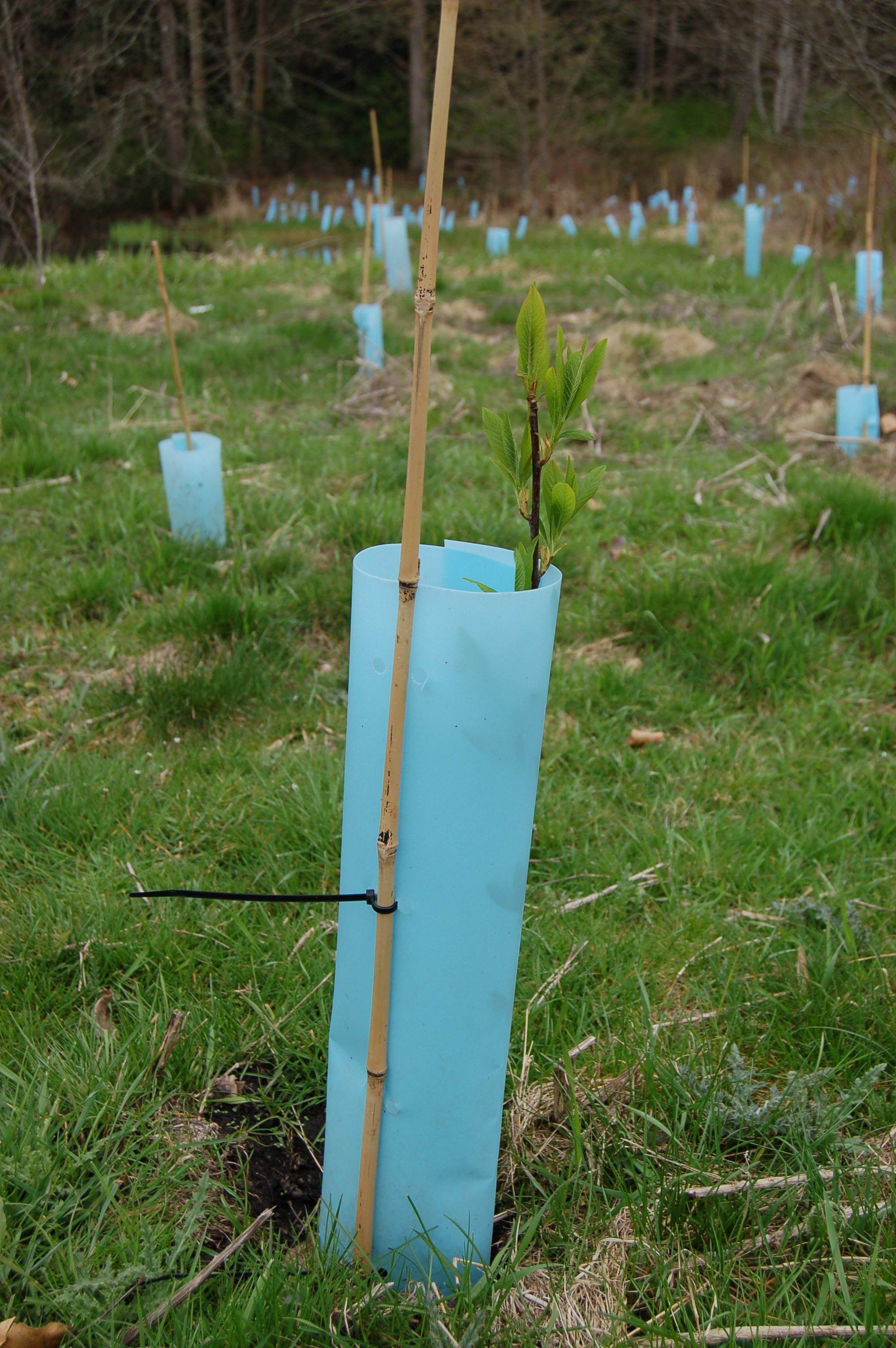 Hundreds of native trees and shrubs were planted on Sequim resident Jack Janis’ property to restore a diverse forest along the floodplain of the Dungeness River. (Erin Hawkins/Olympic Peninsula News Group)