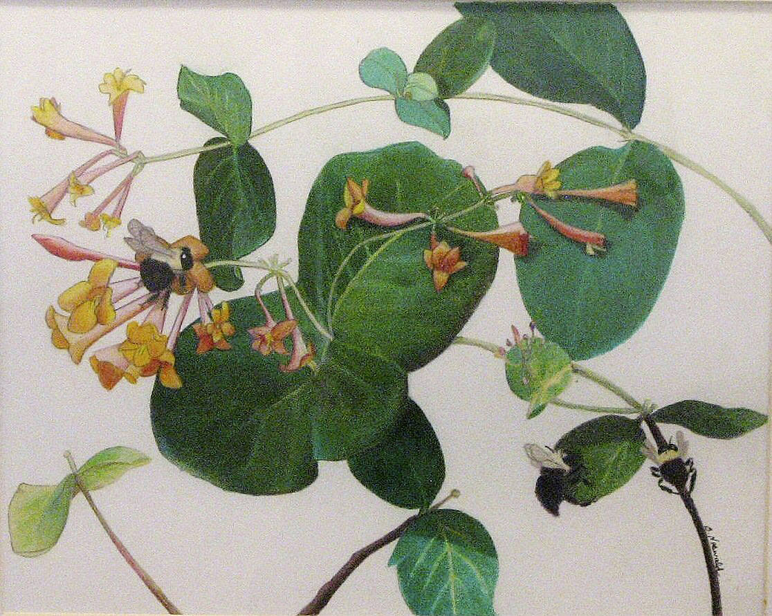 “Lonicera sempervirens” by Barbara Neswald.