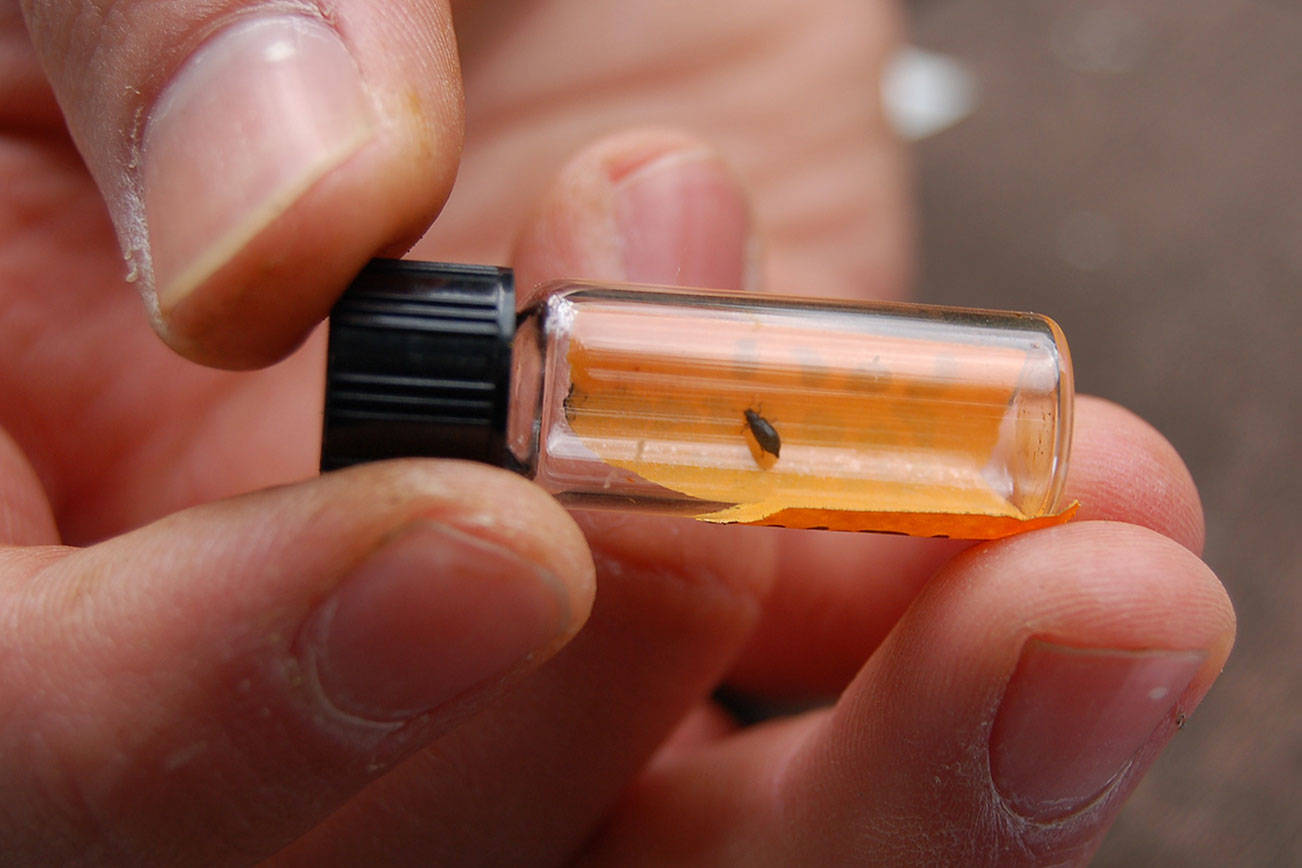 Saving the hemlock: Peninsula experiment could help dying trees on the East Coast