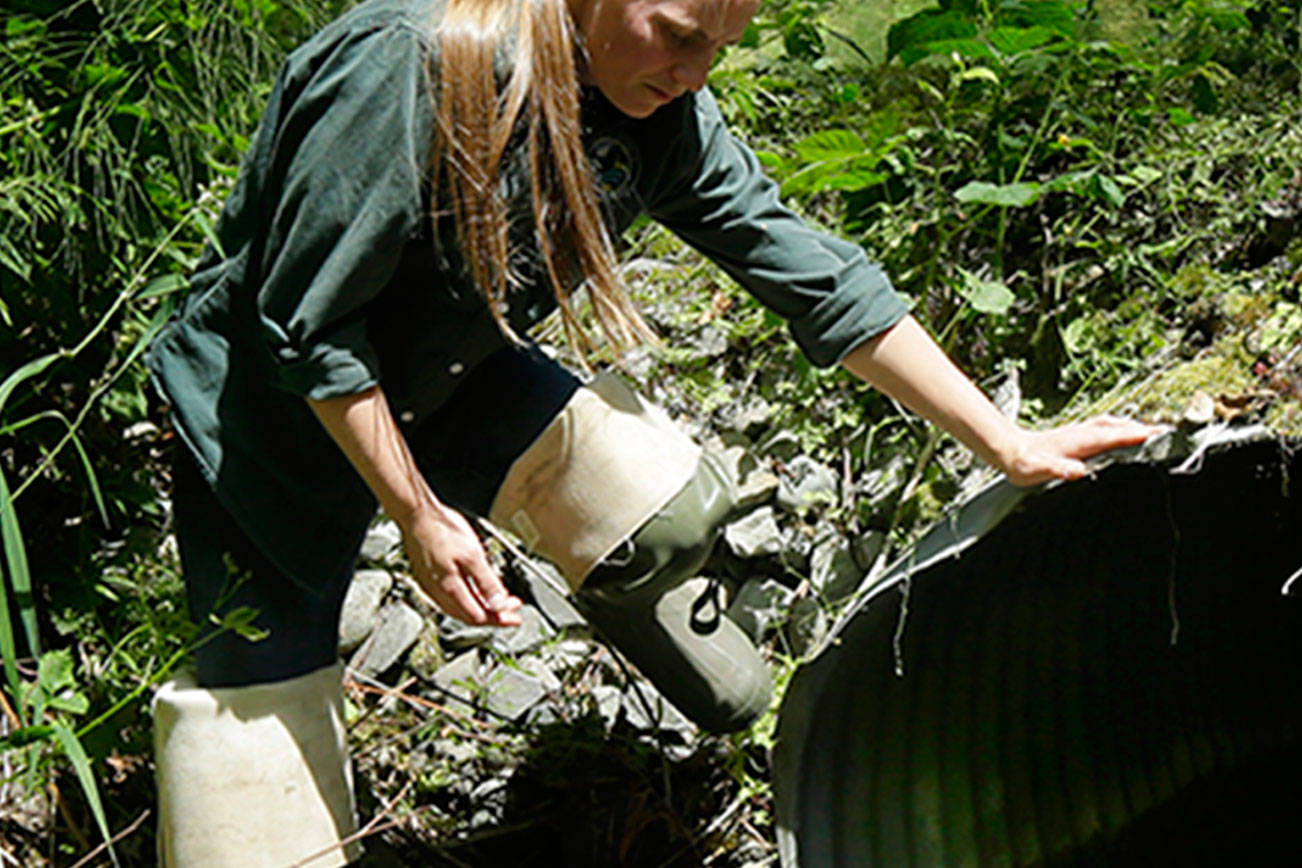 Washington loses legal fight, might pay up to $2 billion to save salmon