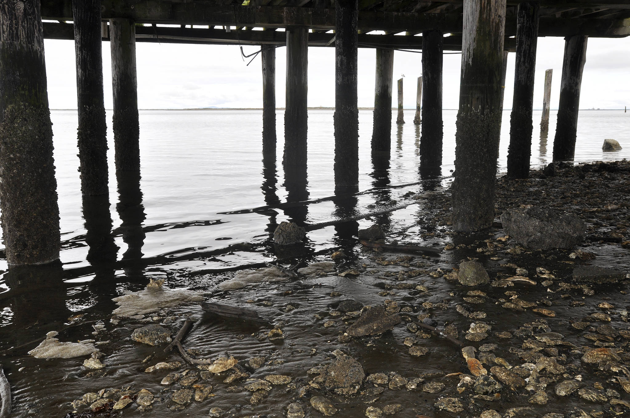 As of May 2, staff and volunteers at the Dungeness Spit National Wildlife Refuge have captured 20 European green crab, an invasive species, on Graveyard Spit, across from Dungeness Landing. Stakeholders meet today to discuss next options for eliminating the invasive species from the area. (Matthew Nash/Olympic Peninsula News Group)